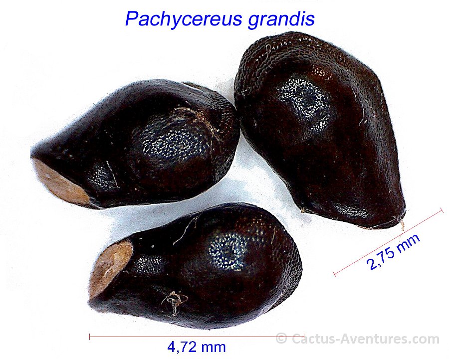 Pachycereus grandis